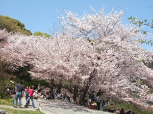 花見