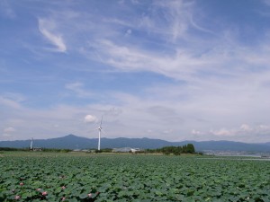 琵琶湖の蓮の花